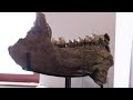 German students find prehistoric elephant bones | REUTERS