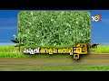 Pest Control in Sesame Seed Cultivation | నువ్వులో తెగుళ్లను అరికట్టే పద్దతి | Matti Manishi | 10TV  - 02:58 min - News - Video
