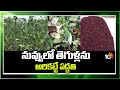 Pest Control in Sesame Seed Cultivation | నువ్వులో తెగుళ్లను అరికట్టే పద్దతి | Matti Manishi | 10TV