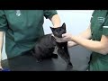 Het implanteren van microchip bij een kat