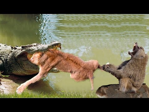 LIVE: Incredible Giant Anaconda Hunting Big Cats including Tiger, Lion, Leopard...