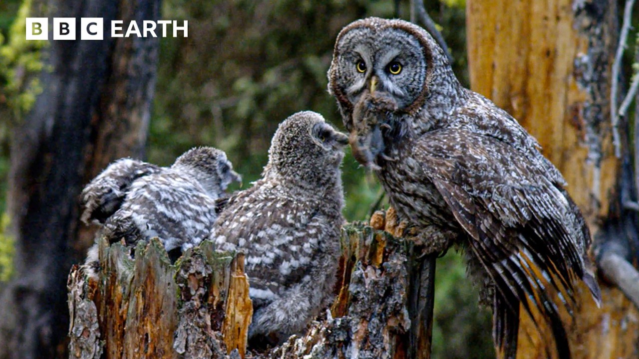 The Most Dangerous Leap a Baby Owl Will Ever Take | BBC Earth