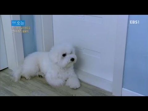 다큐 오늘 - 우리 개가 달라졌어요 - 엄마바라기 봉봉이