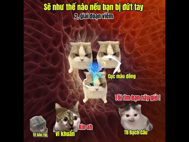 Bạn bị đứt tay,điều gì sẽ xẩy ra trong cơ thể ? #meme #cat #pets