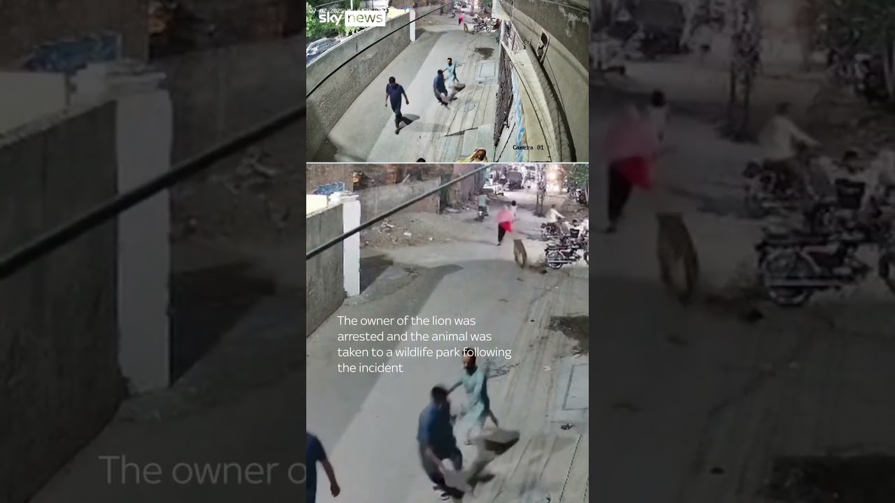 A lion escaped its owner in Lahore, Pakistan, attacking woman and two children #pakistan #lion