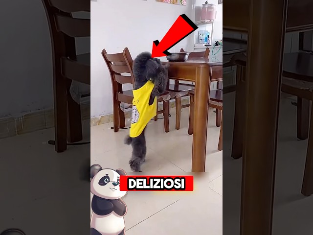 Cane RUBA IL CIBO e si prende la COLPA😱 #virale