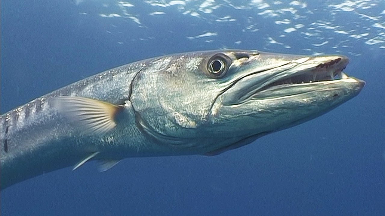 Bigfish Bigfish