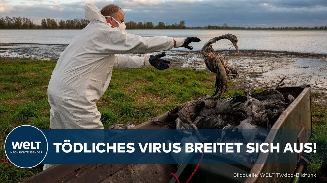 VIRUS-KEULE: Massive Massenschlachtung ‒ 400.000 Tiere tot, Vogelgrippe wütet weiter!