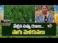 మేలైన నువ్వు రకాలు... సాగు మెళకువలు | Sesame Crop Farming | Matti Manishi | 10TV