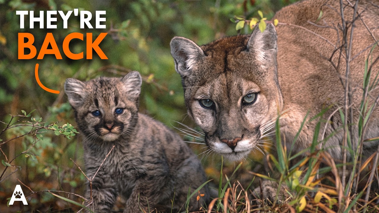 Why Cougars Are Moving To The East Coast