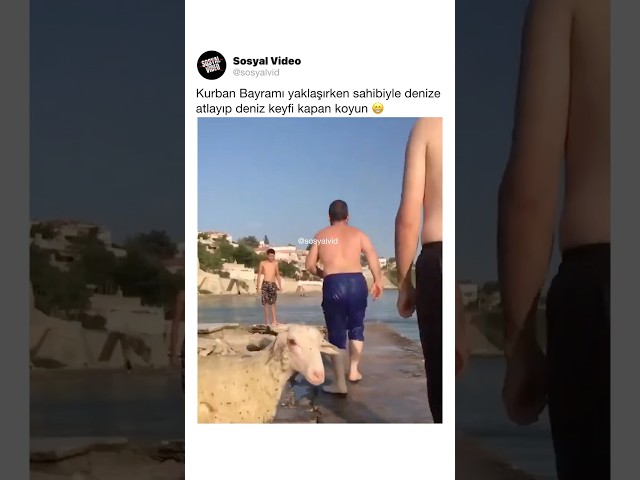 Kurban Bayramı yaklaşırken sahibiyle denize atlayıp deniz keyfi yapan koyun 😁