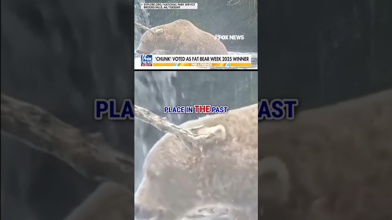 MASSIVE MAMMAL: ‘Fat Bear Week’ winner crowned #foxnews #news #shorts #animals