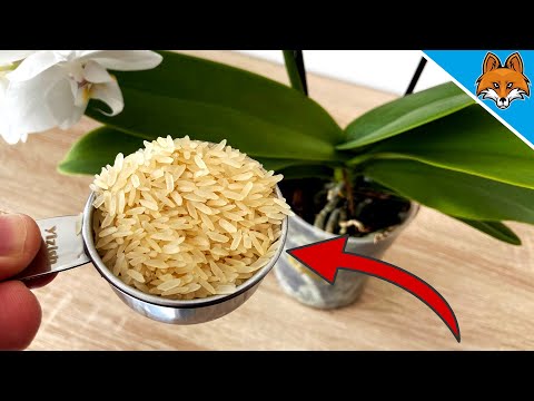 Mache DAS wenn du eine üppige und lang anhaltende Orchideen Blüte haben willst 💥