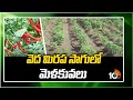 వెద మిర‌ప సాగులో మెళ‌కువ‌లు | Techniques in Vedic Chili Cultivation | Matti Manishi | 10TV News
