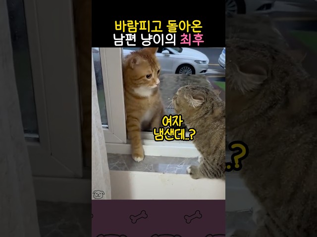 바람피고 돌아온 남편 냥이의 최후