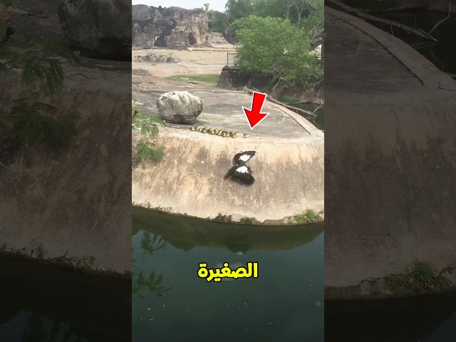 البطة بتضحي عشان اولادها🥺💔؟