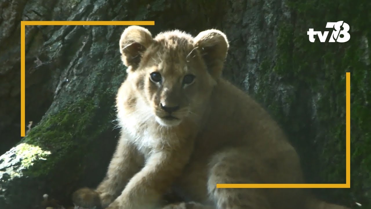Les animaux du 78 : deux nouveaux lionceaux au ZooSafari de Thoiry