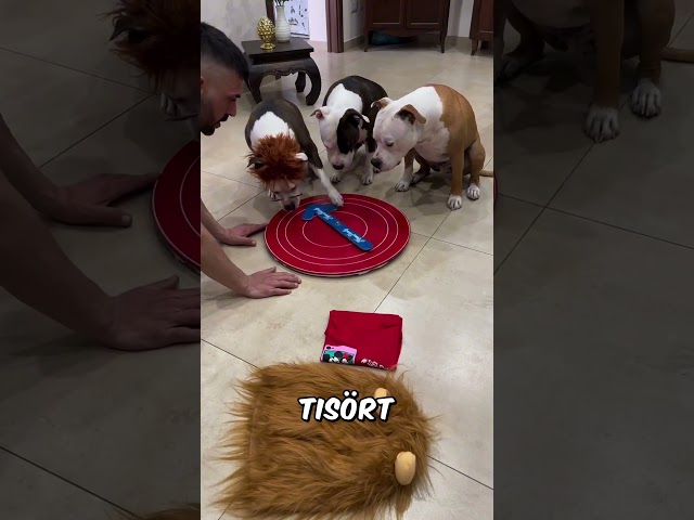 Bu Köpekler Şanslı Mı! 😱🐶