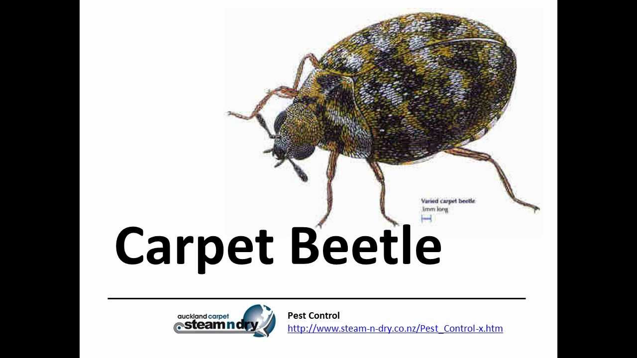Pest Control How to treat Carpet Beetle - YouTube