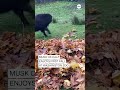 Musk ox calf enjoys first fall at Washington Zoo  - 00:45 min - News - Video