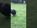 Musk ox calf enjoys first fall at Washington Zoo