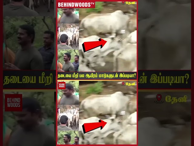 தடையை மீறி தொண்டர்கள் மற்றும் மாடுகளுடன் மலை ஏறிய சீமான்..