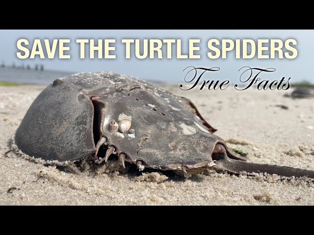 True Facts: Turtle Spiders Of The Sea