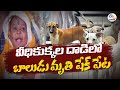 Five months old killed in dogs attack, Hyderabad
