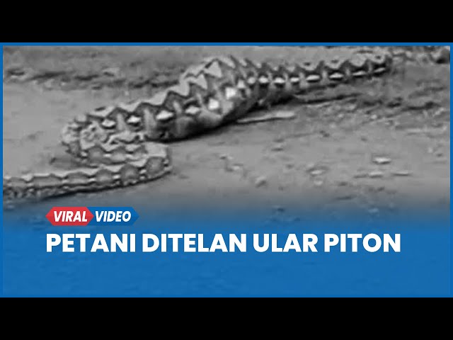 Innalilahi, Petani Ditelan Ular Piton Saat Datangi kebun Miliknya, Tangis Keluarga Pecah