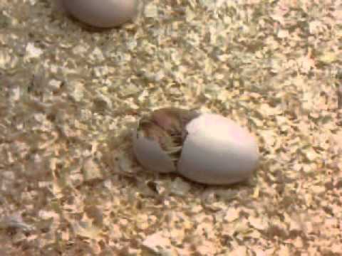 Como Nace El Pollo Imagui