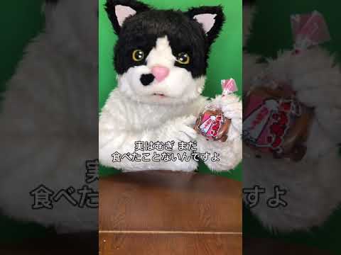 むぎ(猫)「沖縄こんちくわシリーズvol.4いちゃガリガリ」