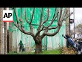 Banksy claims a tree mural on side of building in north London