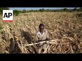 Millions face hunger in southern Africa due to drought