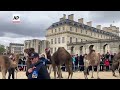 Parade of camelids outside the Chateau de Vincennes in France  - 00:38 min - News - Video