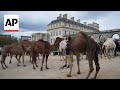 Parade of camelids outside the Chateau de Vincennes in France