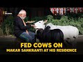 PM Modi feeds cows on Makar Sankranti at his residence
