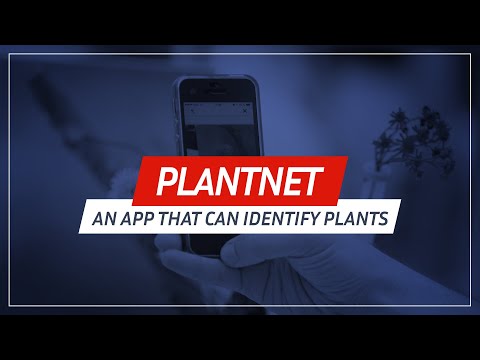 Оваа нова апликација може  веднаш да препознава растенија и цвеќиња
