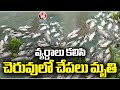 Fishes Died In Edulabad Laxminarayana Cheruvu | Ghatkesar | V6 News