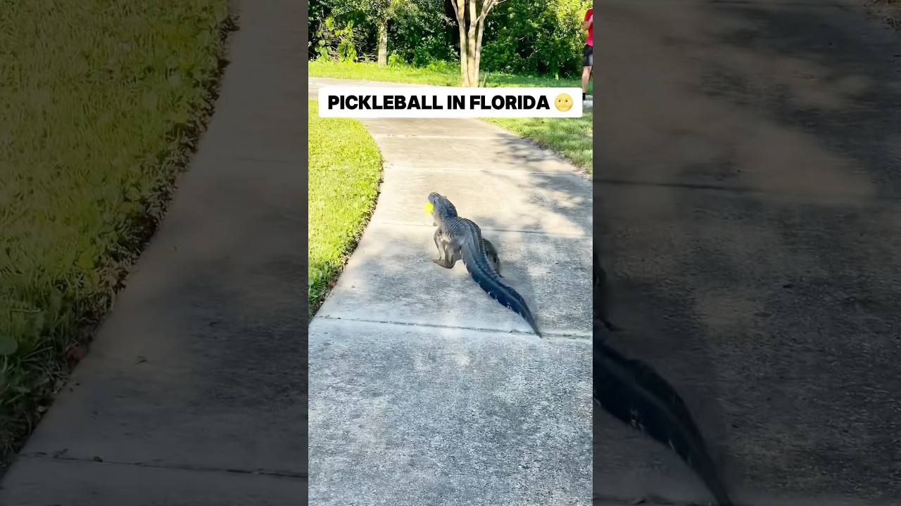 Pickleball in Florida 🌝