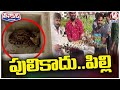 Public Panic With Wild Cat Wandering, Forest Officials Rescued wild Cat | Quthbullapur | V6 Teenmaar