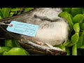 Why Are Seabirds Falling From the Sky? | Reports from the Frontline | BBC Studios