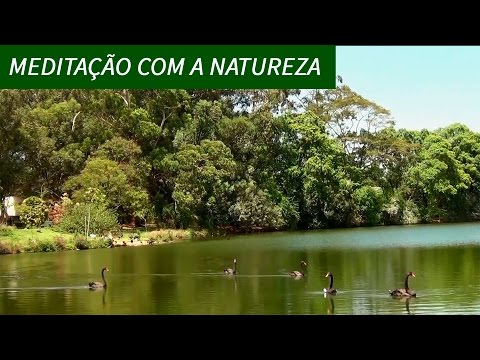 Passarinhos Cantando - 2 Horas - Para Dormir e Relaxar