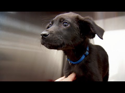 Dr. Jeff: Rocky Mountain Vet'