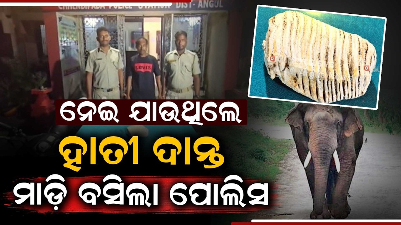 Elephant Tusk Smuggling Busted In Chhendipada; 1 Detained | Argus News
