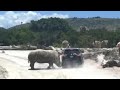 Watch: Rhino attacks vehicle at safari park