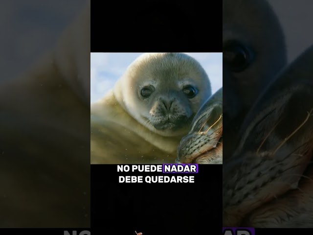 The Great Mother Seal #animals #Foryou #Friendship #Us #fyp #elephant #seal