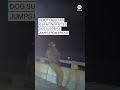 Florida deputy rescues K-9 partner after dog suddenly jumps from bridge  - 00:28 min - News - Video