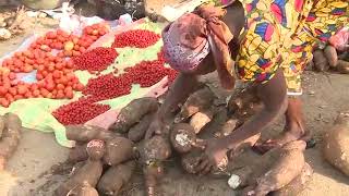 SARA 2017 A la découverte du manioc miracle du CNRA