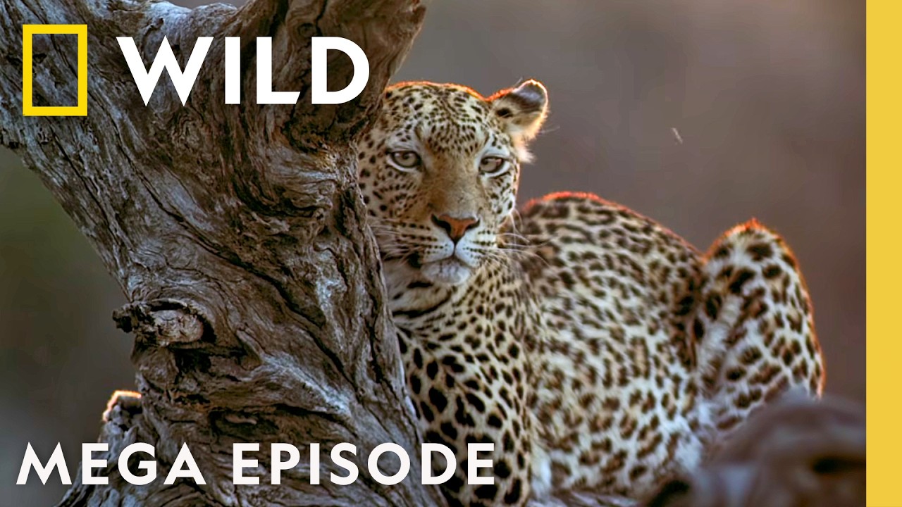 Fighting for Total Rule of the Kingdom | Savage Kingdom MEGA Episode | Nat Geo Animals