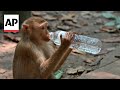 Cambodia is investigating YouTubers abuse of monkeys at Angkor UNESCO site